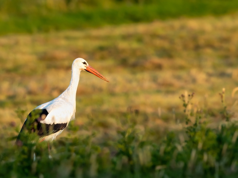 Ooievaar in het gras