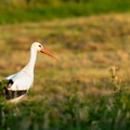 Ooievaar in het gras.jpg