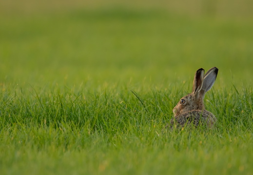 Haas staart over het gras
