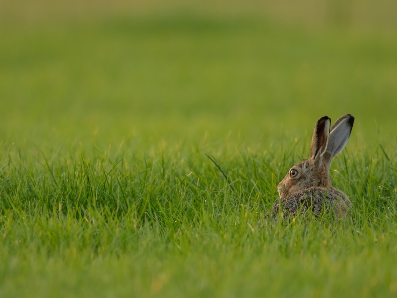 Haas staart over het gras