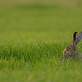 Haas staart over het gras.jpg