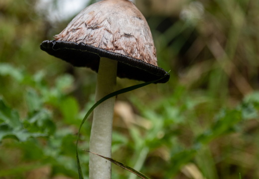 Geschubde inktzwam in het gras