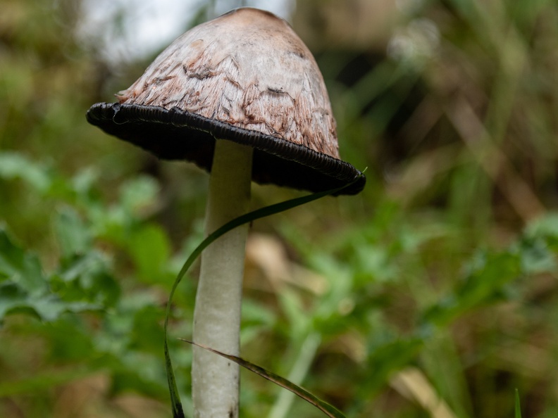 Geschubde inktzwam in het gras