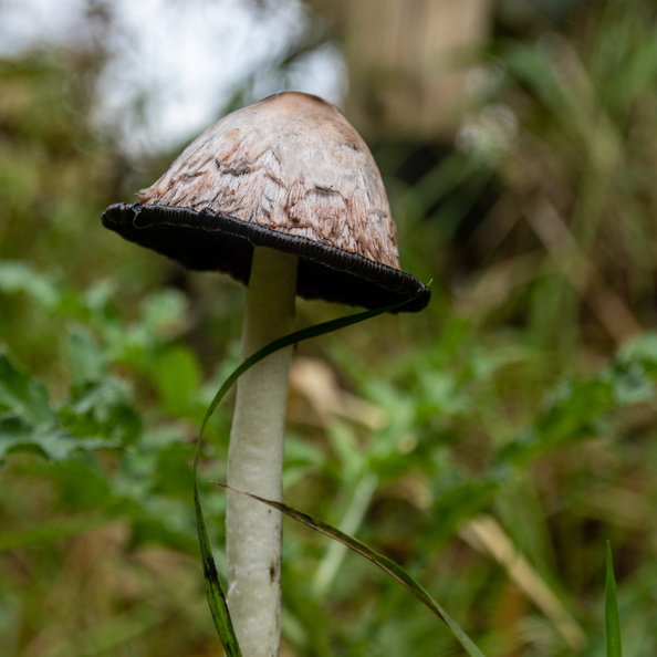 Geschubde inktzwam in het gras.jpg