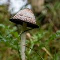 Geschubde inktzwam in het gras.jpg