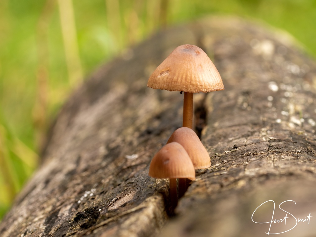 Paddestoelen op een boomstronk