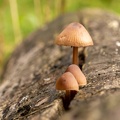 Paddestoelen op een boomstronk
