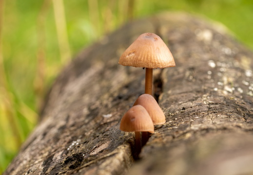 Paddestoelen op een boomstronk