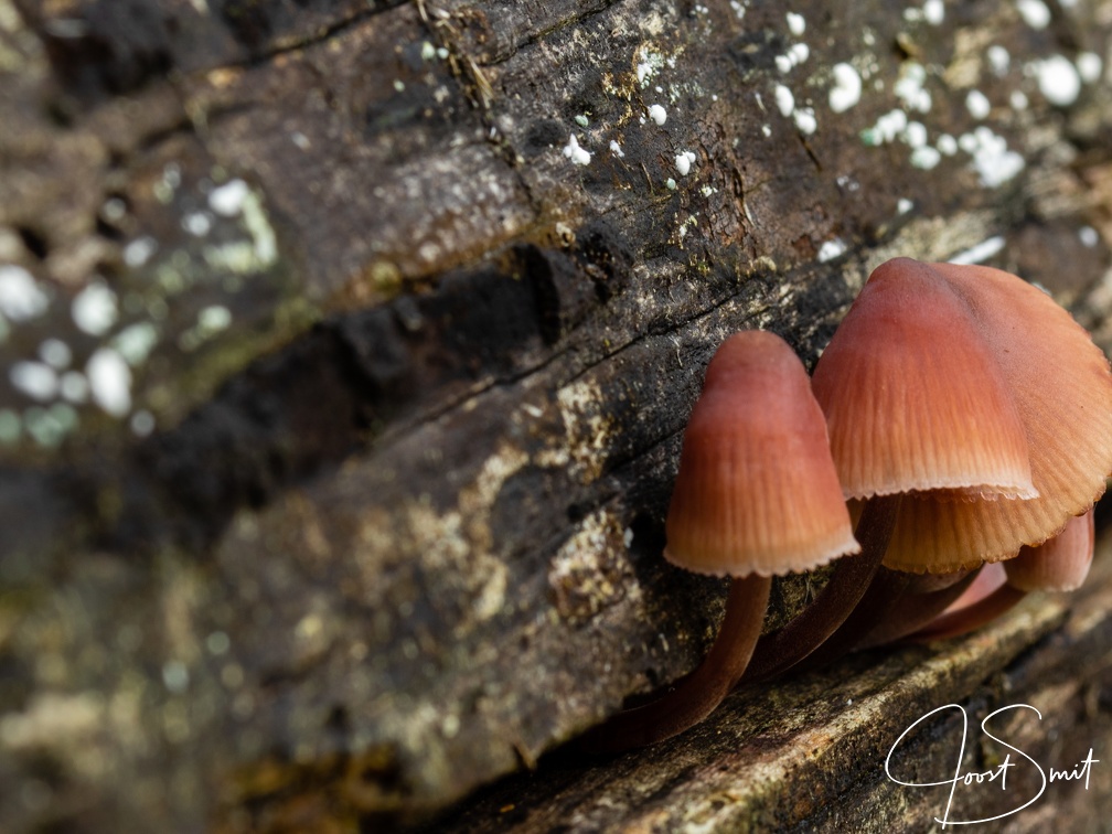 Paddestoelen op oud hout