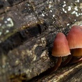 Paddestoelen op oud hout