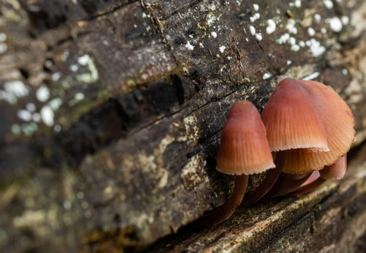 Paddestoelen op oud hout