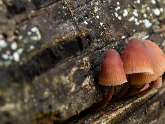 Funghi on old wood