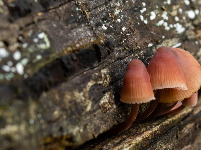 Paddestoelen op oud hout