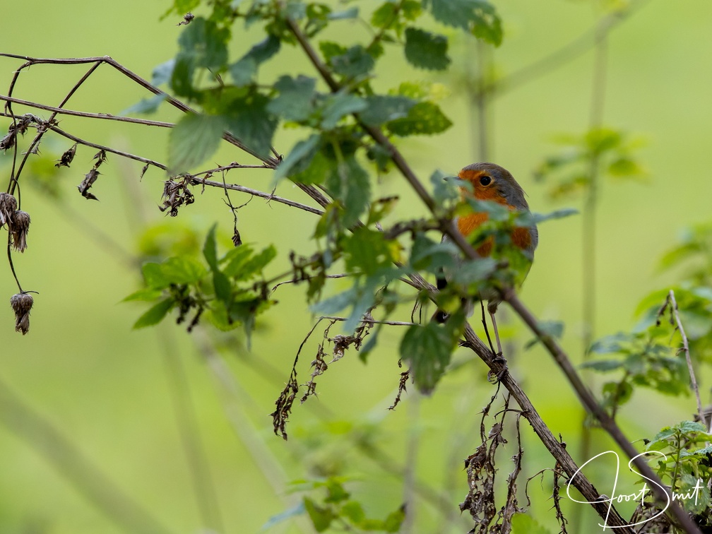 Roodborstje achter bladeren