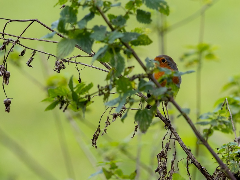Roodborstje achter bladeren