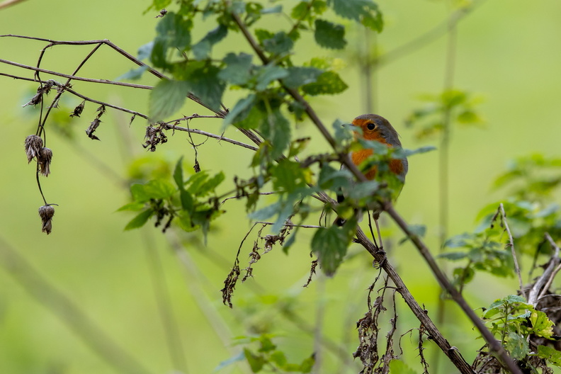 Roodborstje achter bladeren.jpg
