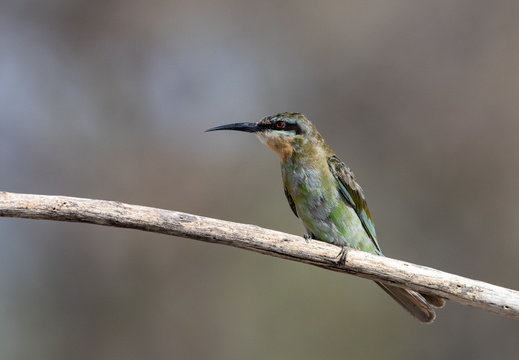 Zambia / Botswana 2019