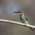 Blue-cheeked bee-eater sitting on a branch.jpg
