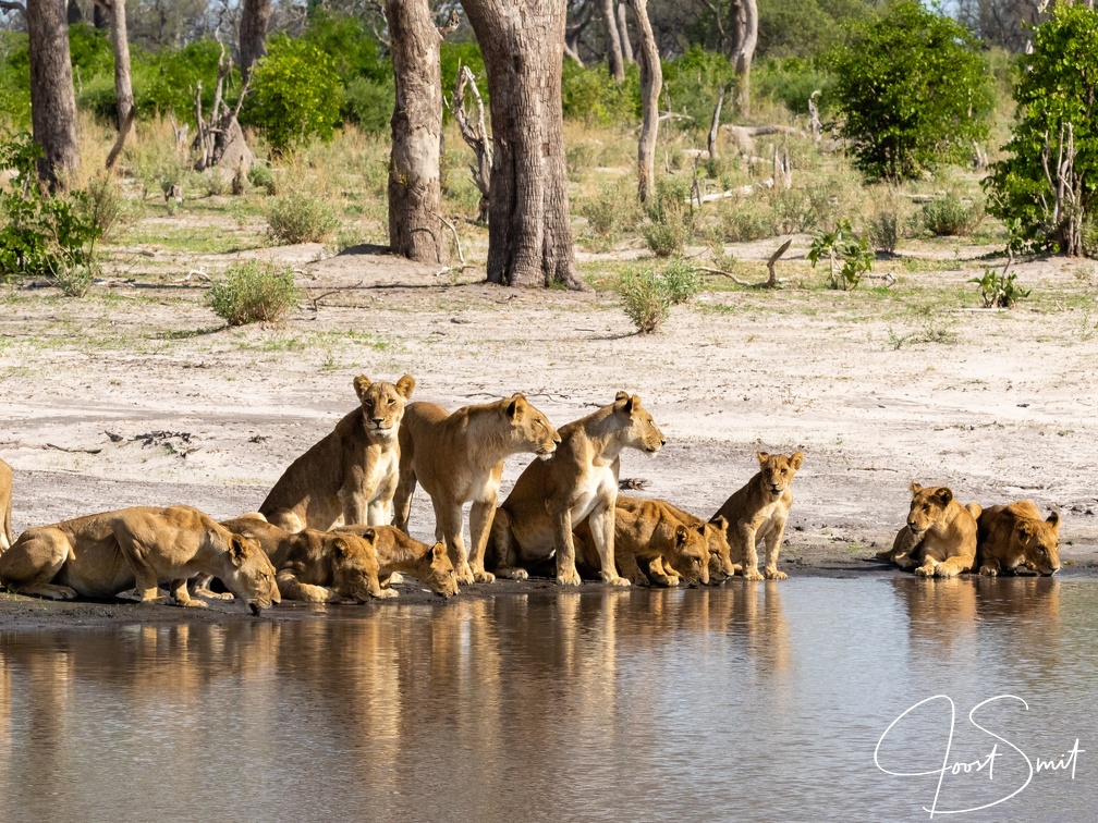 Pride of Lions drinking water