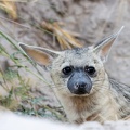 Aardwolf peeking out its burrow