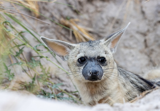 Aardwolf peeking out its burrow