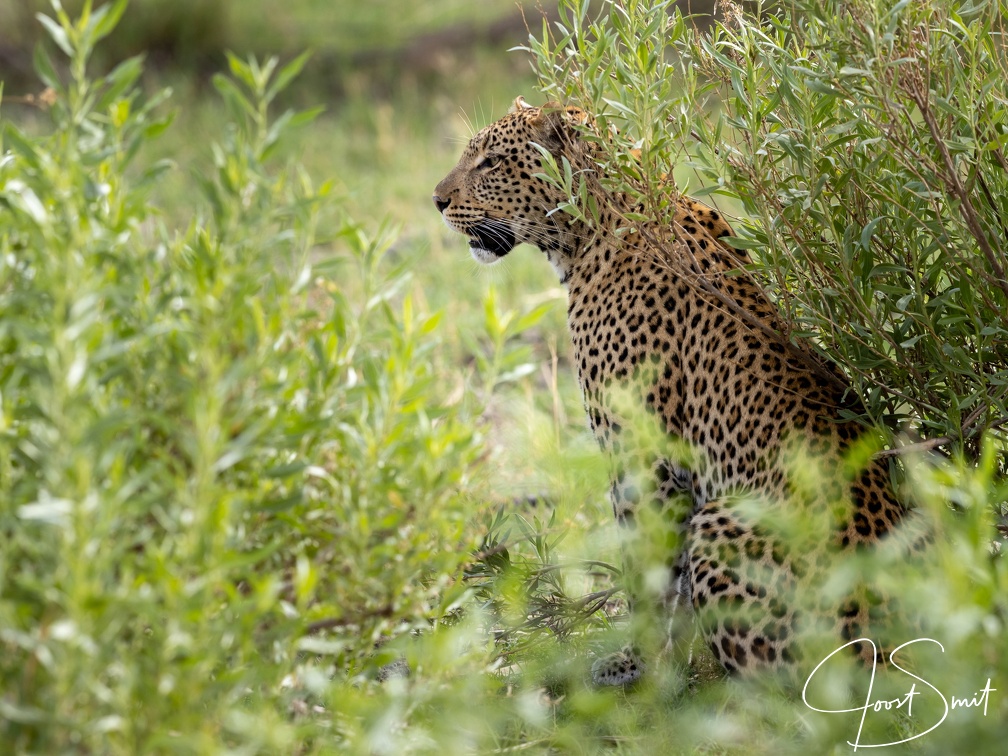 Leopard hunting
