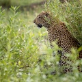 Leopard hunting