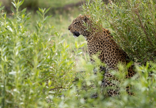 Leopard hunting