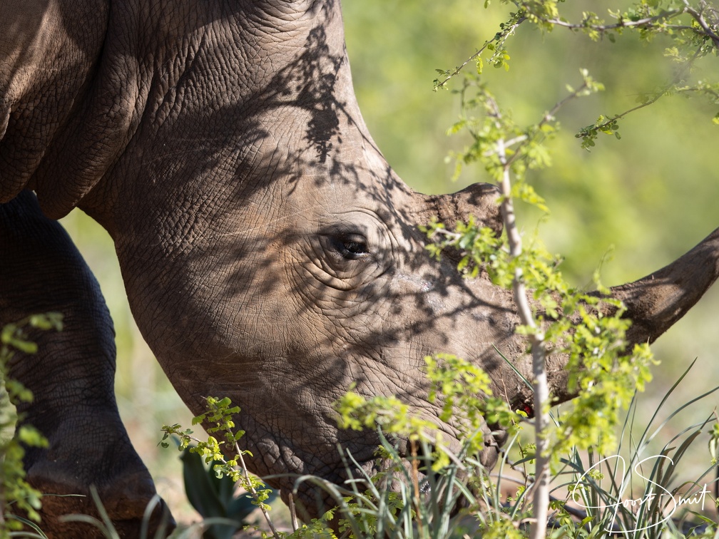 White rhino in the bush