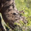 White rhino in the bush