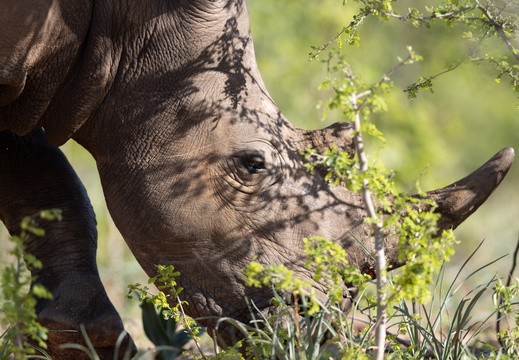 White rhino in the bush