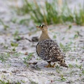Double-banded Sandgrouse