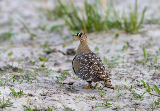 Double-banded Sandgrouse