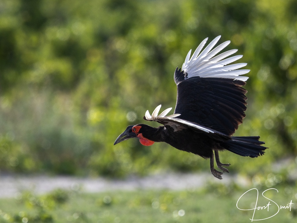 Southern ground hornbill in flight