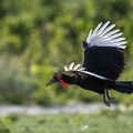 Southern ground hornbill in flight