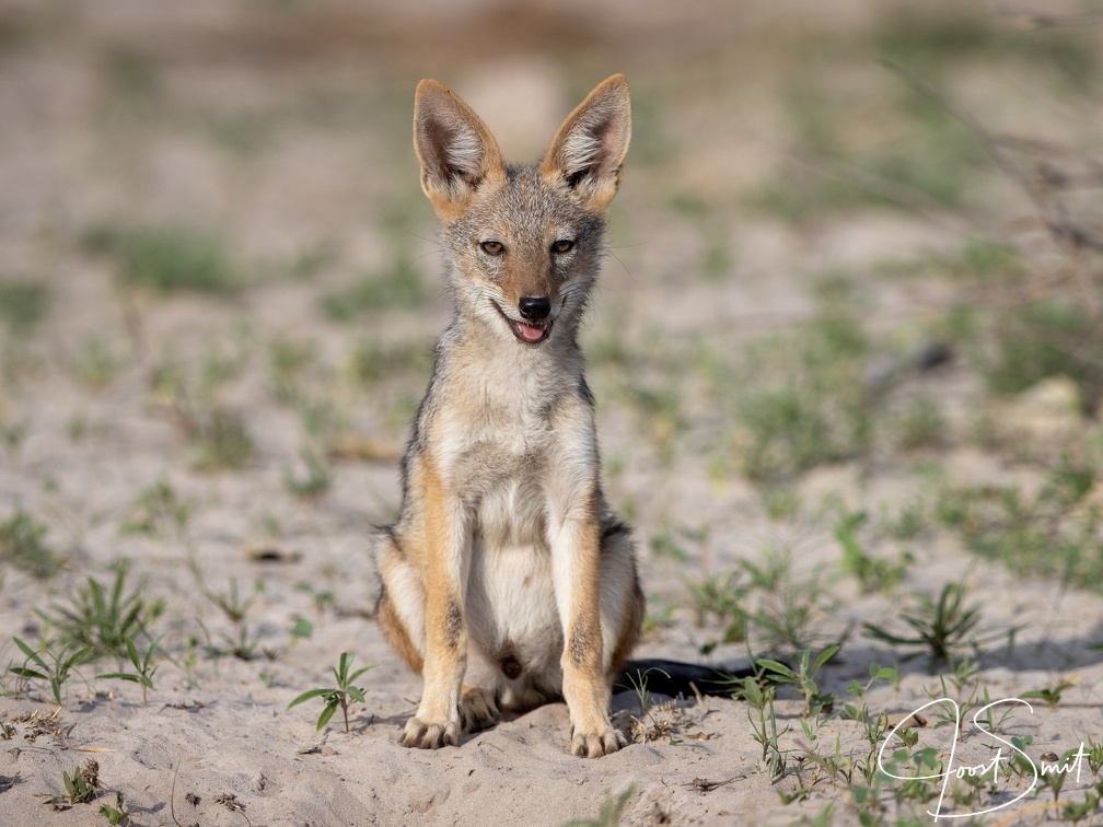 Black-backed Jackal