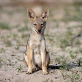 Black-backed Jackal