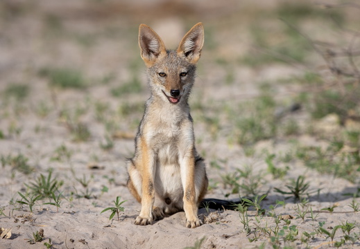 Black-backed Jackal