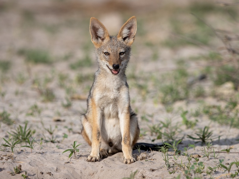 Black-backed Jackal