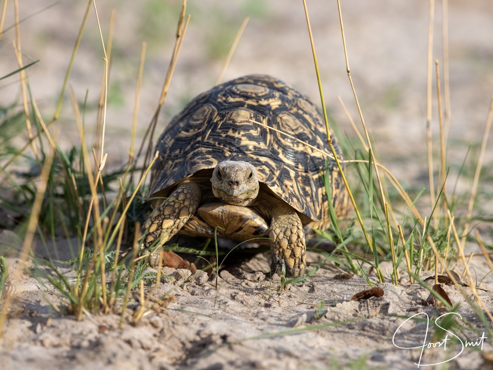 Leopard tortoise