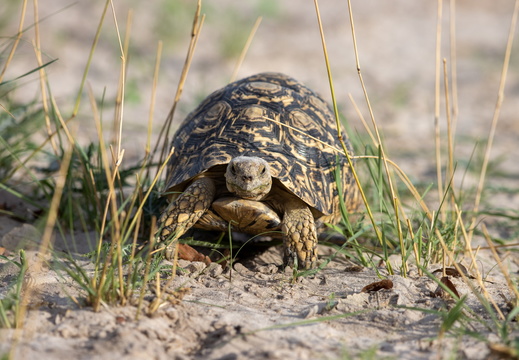 Leopard tortoise