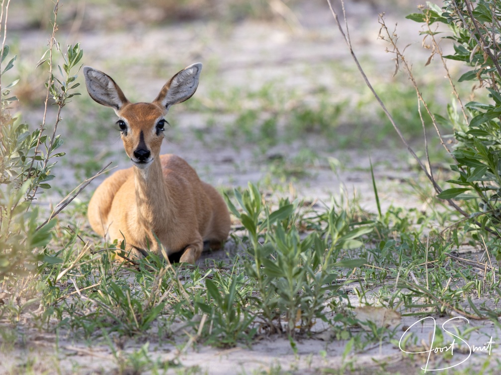 Steenbok