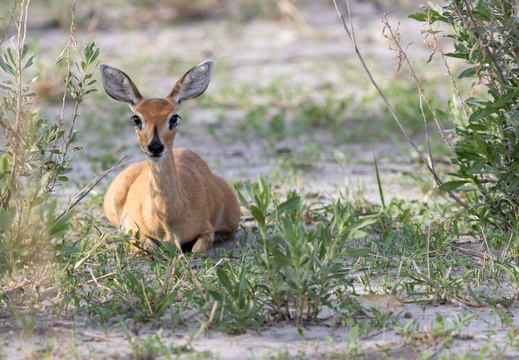 Steenbok
