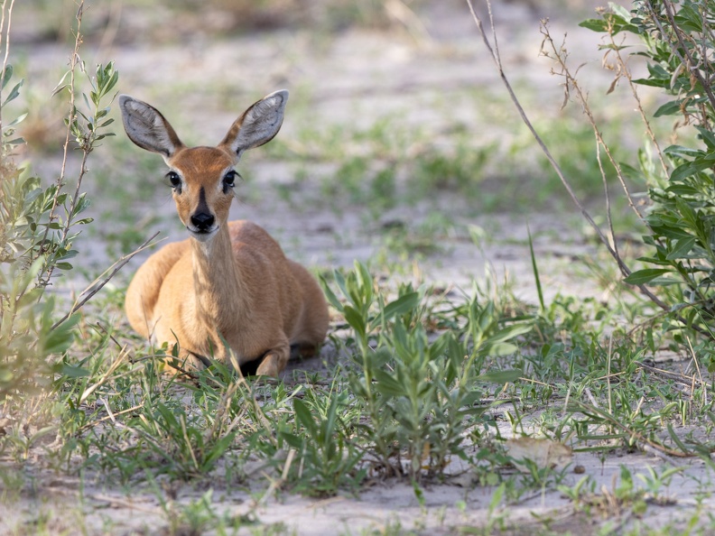 Steenbok