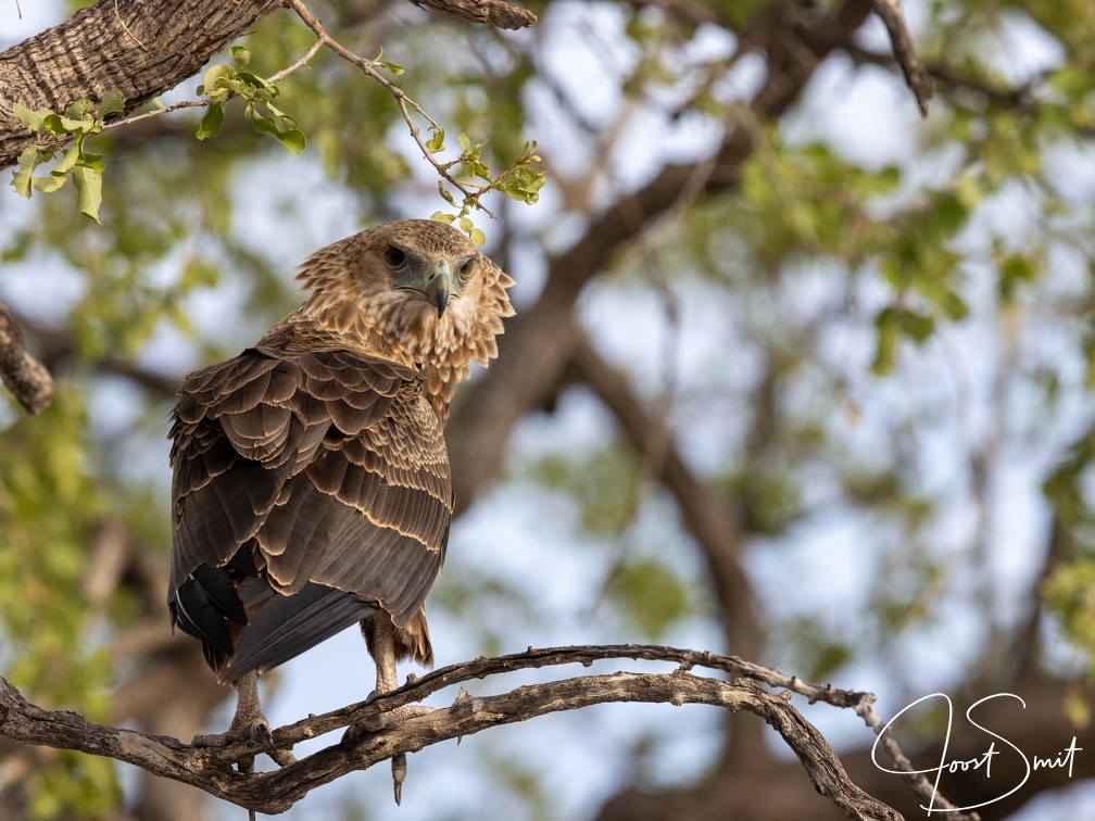 Juvenile bateleur