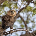 Juvenile bateleur