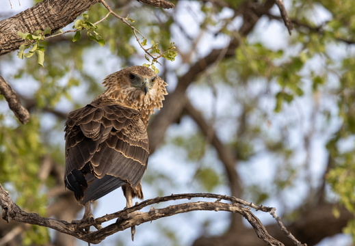 Juvenile bateleur
