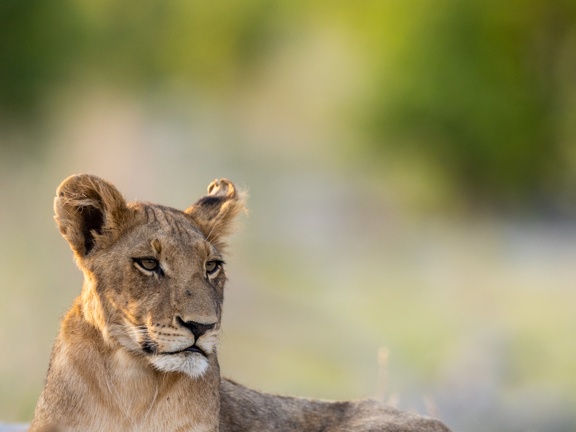 Lion
