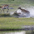 Red lechwe in the water