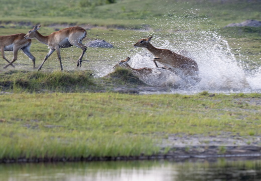 Red lechwe in the water